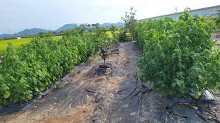 포항 농민66님의 들깨 · 영농일지 작성글 사진