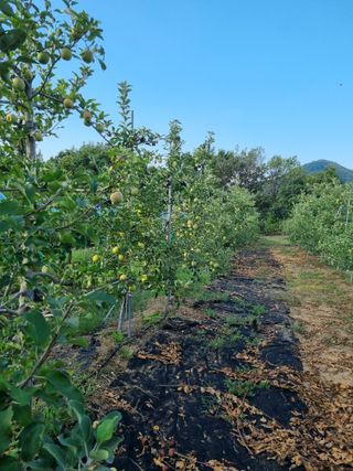 민원기님의 사과 · 영농일지 작성글 사진
