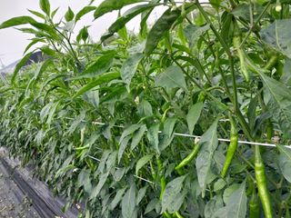 정양면 님의 고추 · 영농일지 작성글 사진