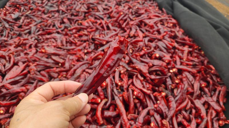 고추 조의현님의 장터 판매 상품 [2024 햇고추가루 600g 한근] 첨부 사진