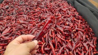 고추 조의현님의 작성글 사진