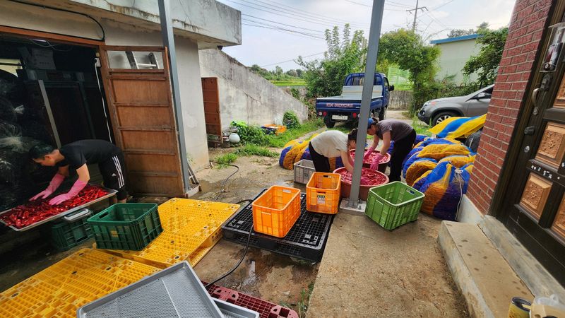 고추 조의현님의 장터 판매 상품 [2024 햇고추가루 600g 한근] 첨부 사진