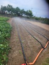 팜모닝 배추·영농일지 게시글 이미지