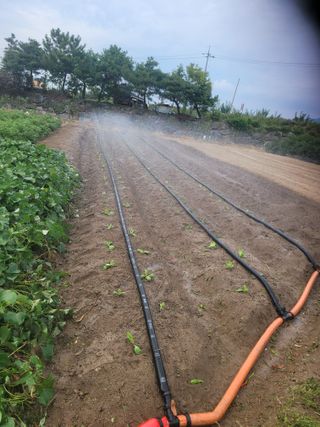 헐크님의 배추 · 영농일지 작성글 사진