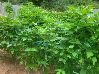 농녀님의 파 · 영농일지 작성글 사진