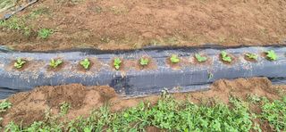 친정집같은언니님의 배추 · 영농일지 작성글 사진