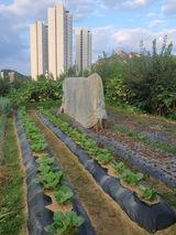 팜모닝 배추·영농일지 게시글 이미지