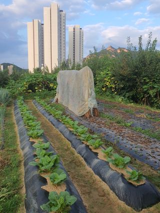 김팔열님의 배추 · 영농일지 작성글 사진