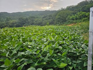 이건님의 콩 · 영농일지 작성글 사진