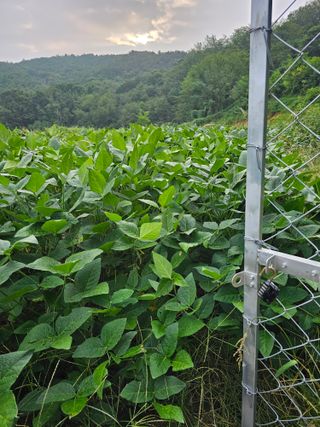 이건님의 콩 · 영농일지 작성글 사진