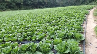 윤기환님의 배추 · 영농일지 작성글 사진