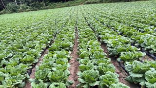 윤기환님의 배추 · 영농일지 작성글 사진