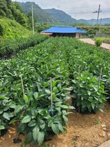 팜모닝 콩·영농일지 게시글 이미지