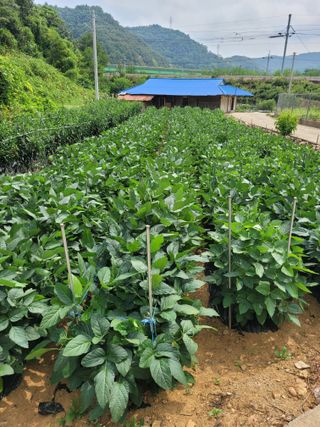 최철순님의 콩 · 영농일지 작성글 사진