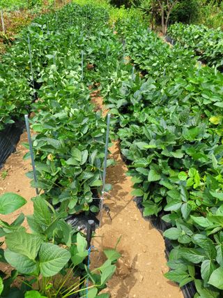 최철순님의 콩 · 영농일지 작성글 사진