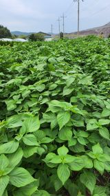 팜모닝 들깨·영농일지 게시글 이미지