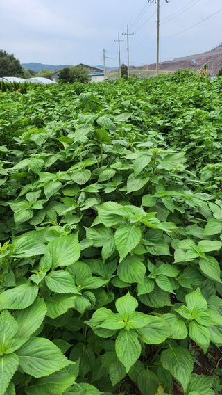 돈나무 님의 들깨 · 영농일지 작성글 사진