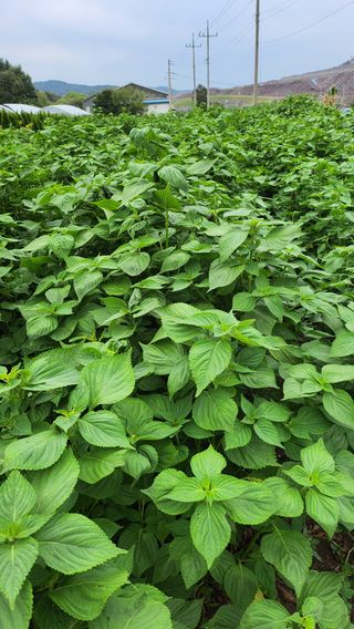 돈나무 님의 들깨 · 영농일지 작성글 사진