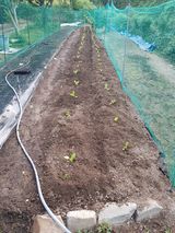 팜모닝 배추·영농일지 게시글 이미지