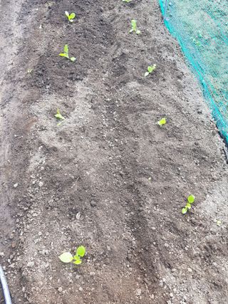 김영미님의 배추 · 영농일지 작성글 사진