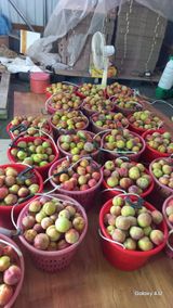 팜모닝 자두·영농일지 게시글 이미지