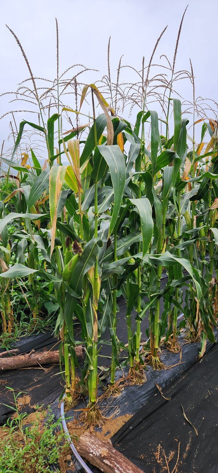 장터 상품 [옥수수] 썸네일