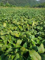 팜모닝 콩·병해충상담 게시글 이미지