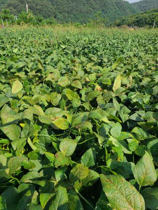 이병현님의 콩 · 병해충상담 작성글 사진