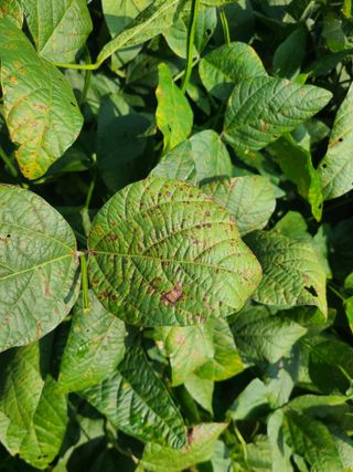 이병현님의 콩 · 병해충상담 작성글 사진