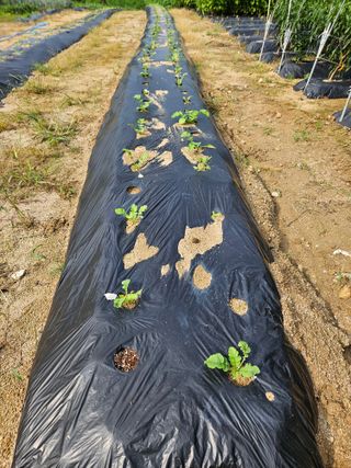 마중물0715님의 9월 농사계획 공유하기 · 참여글 작성글 사진