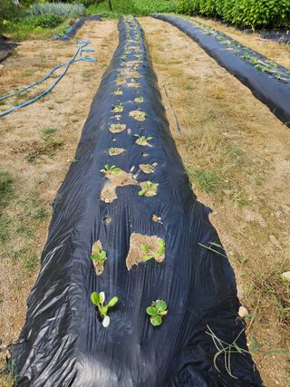 마중물0715님의 9월 농사계획 공유하기 · 참여글 작성글 사진