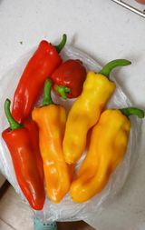 팜모닝 고추·영농일지 게시글 이미지