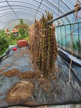 팜모닝 참깨·영농일지 게시글 이미지