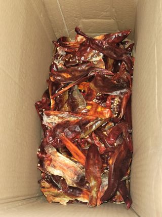 동읍새날농장님의 고추 · 영농일지 작성글 사진