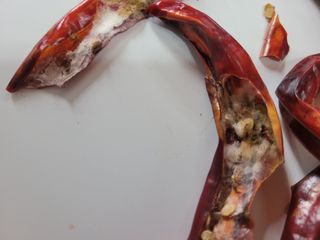 동읍새날농장님의 고추 · 영농일지 작성글 사진