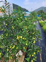 팜모닝 자유주제·자유게시판 게시글 이미지