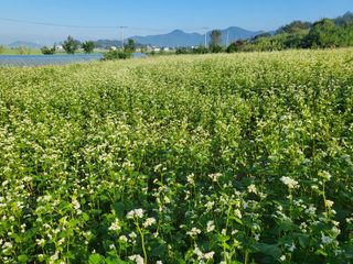 김영진(전남영광)님의 자유주제 · 자유게시판 작성글 사진