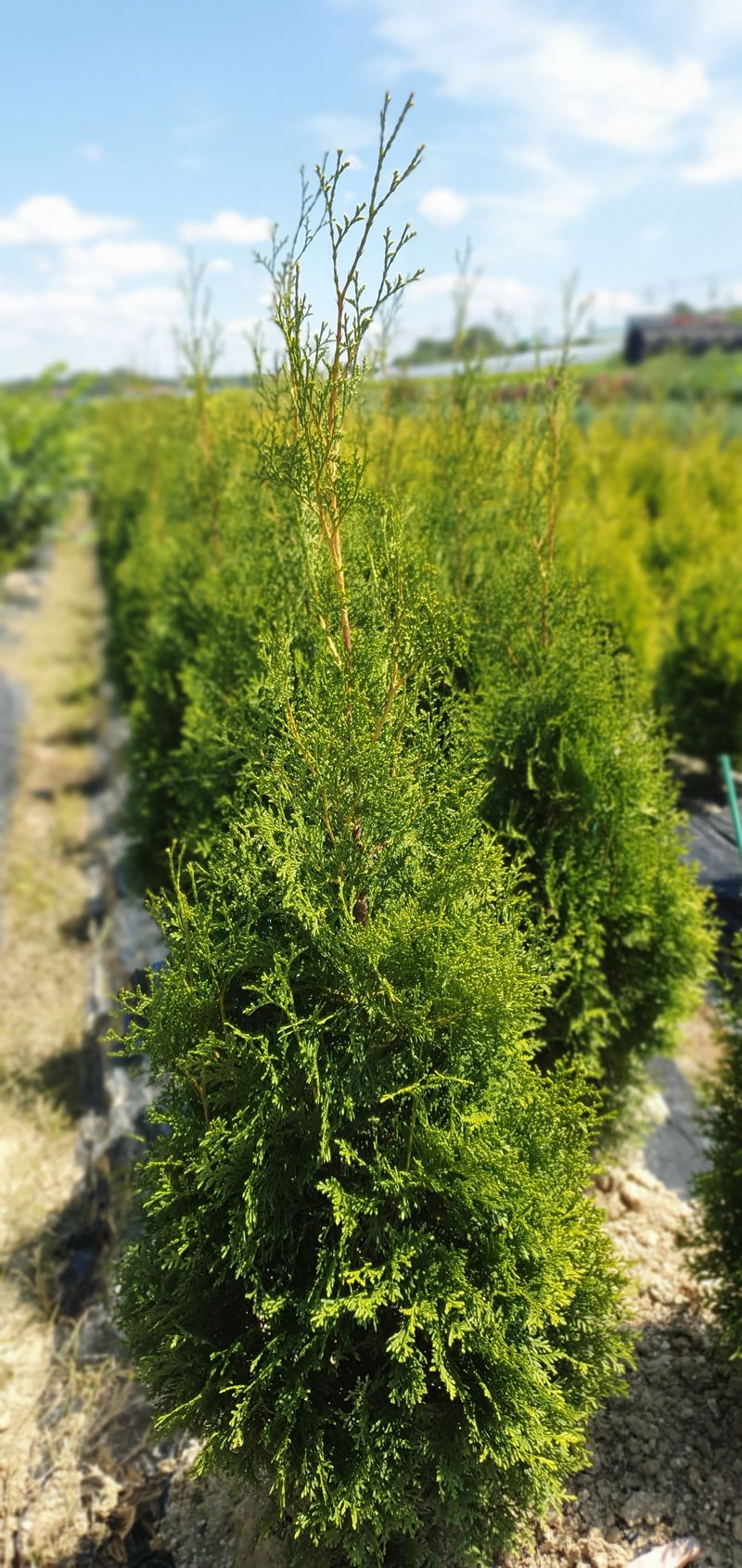 장터 상품 [서양측백, 킹오브브라반트 2m] 썸네일