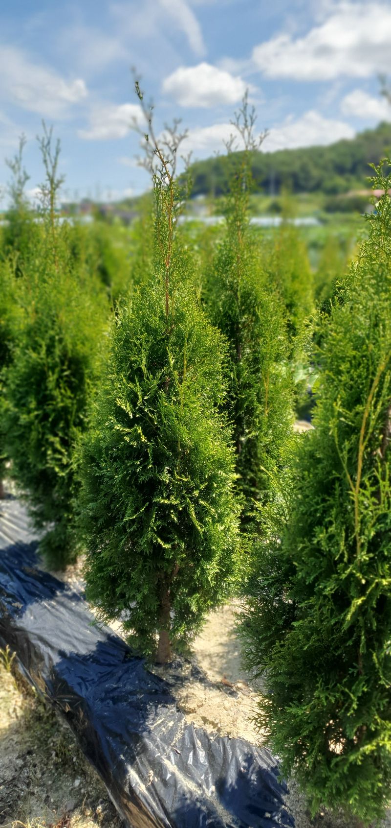 권영섭님의 장터 판매 상품 [서양측백, 킹오브브라반트 2m] 첨부 사진