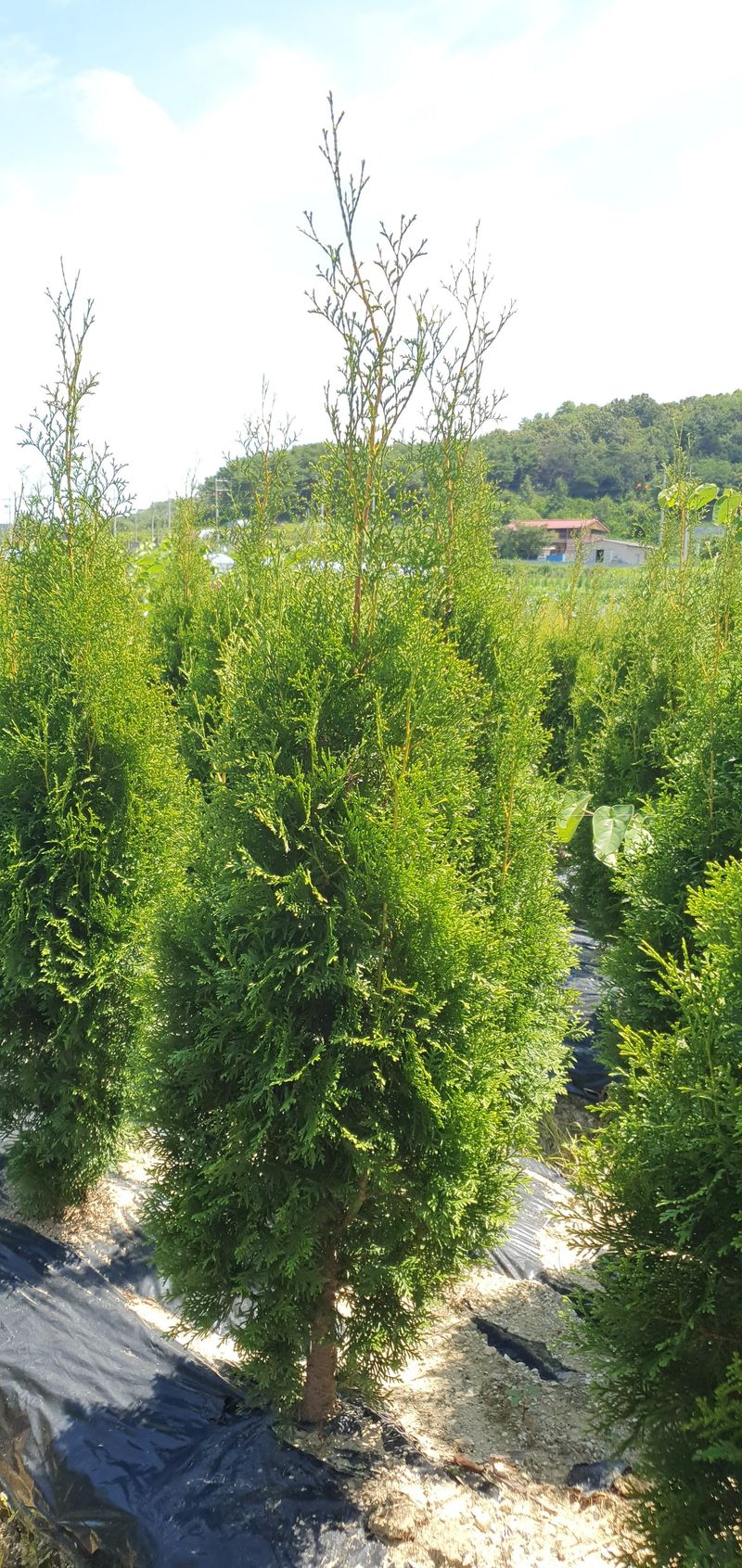 권영섭님의 장터 판매 상품 [서양측백, 킹오브브라반트 2m] 첨부 사진