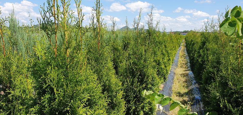 권영섭님의 장터 판매 상품 [서양측백, 킹오브브라반트 2m] 첨부 사진