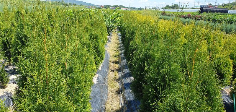 권영섭님의 장터 판매 상품 [서양측백, 킹오브브라반트 2m] 첨부 사진