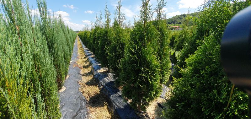 권영섭님의 장터 판매 상품 [서양측백, 킹오브브라반트 2m] 첨부 사진