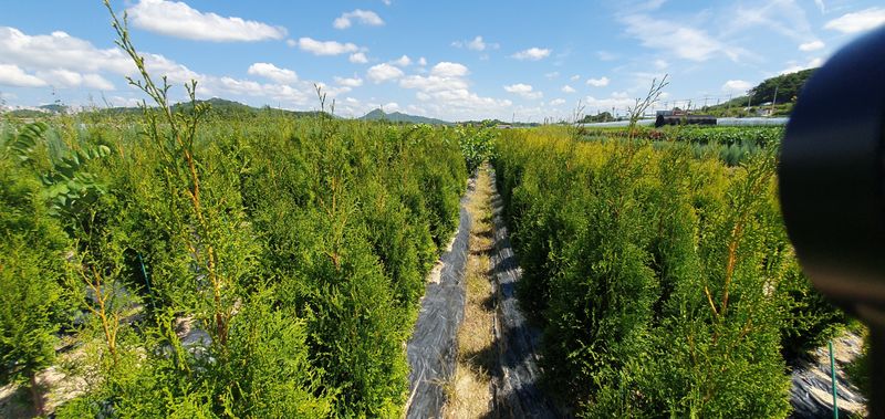 권영섭님의 장터 판매 상품 [서양측백, 킹오브브라반트 2m] 첨부 사진