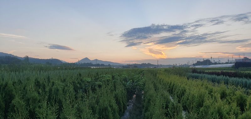 권영섭님의 장터 판매 상품 [서양측백, 킹오브브라반트 2m] 첨부 사진