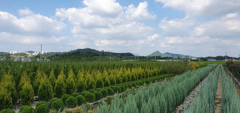 권영섭님의 장터 판매 상품 [서양측백, 킹오브브라반트 2m] 첨부 사진