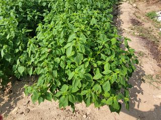 서명석님의 들깨 · 영농일지 작성글 사진