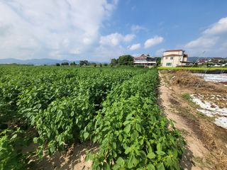 서명석님의 들깨 · 영농일지 작성글 사진