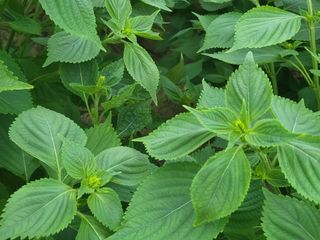 서명석님의 들깨 · 영농일지 작성글 사진