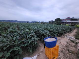 서명석님의 들깨 · 영농일지 작성글 사진